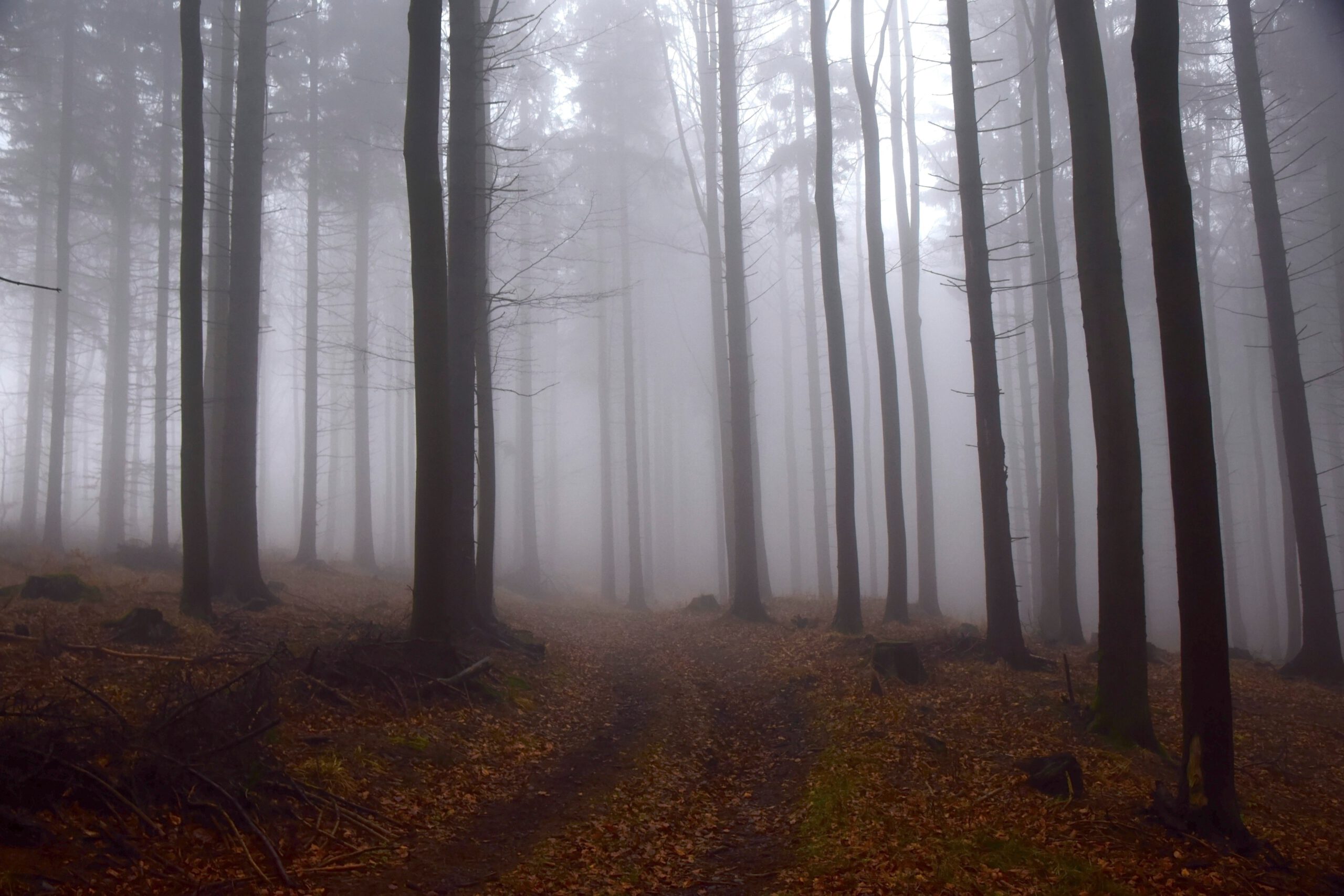 Waldlandschaft im Morgennebel