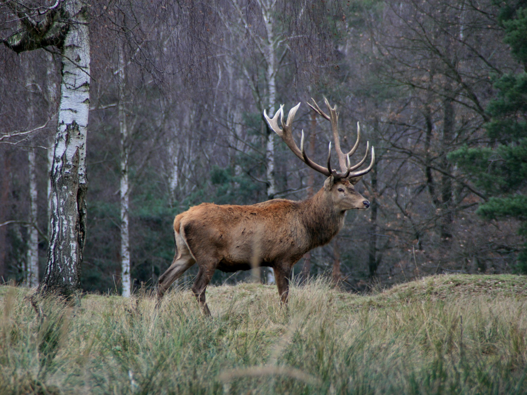 Rothirsch im Wald